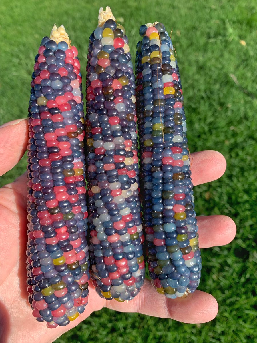 Probably my favorite set of ears so far in #harvest2022