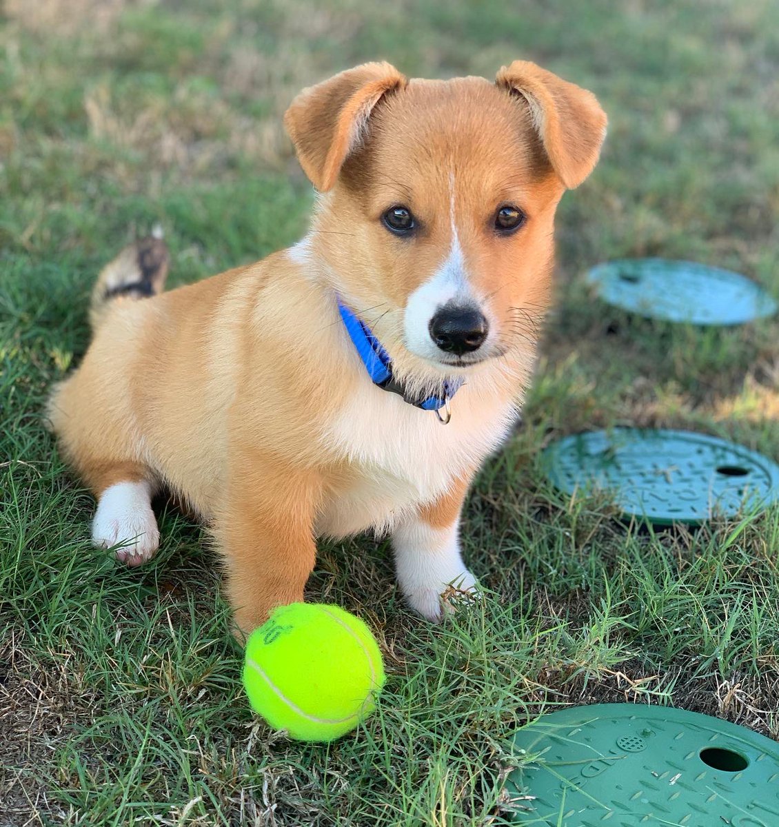 sabwow's tweet photo. we are also working on his model portfolio🤞 open to work @Chewy https://t.co/KZC9HgCwQq