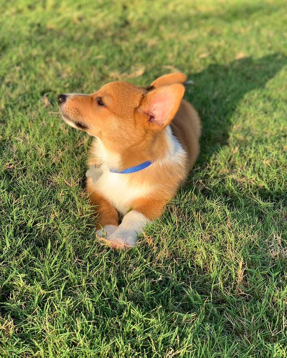 sabwow's tweet photo. we are also working on his model portfolio🤞 open to work @Chewy https://t.co/KZC9HgCwQq