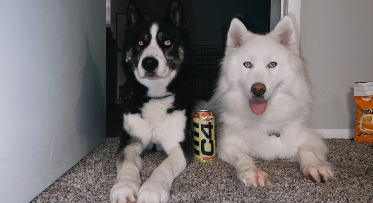 _princesshayyy's tweet photo. The pups are hurricane Ian ready @c4energy https://t.co/2PBhOLs0Xl