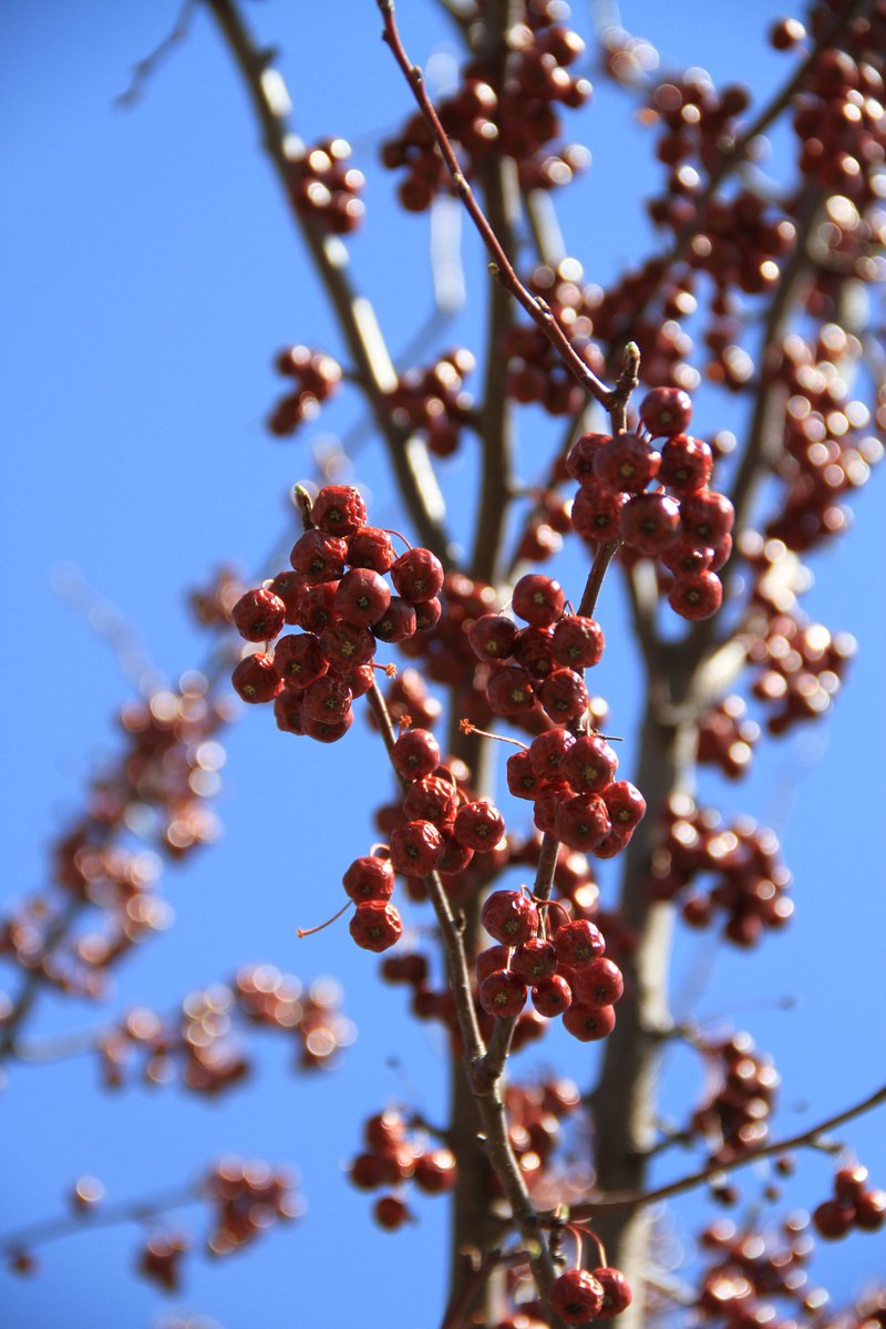 GYG_NFT's tweet photo. Happy Wednesday everyone!

Red Berry Tree🍒🍒

#NFTPhoto #NFTphotography #NFTPhotos #NFTphotographers #Phgotography   #artphotography   #nature #trees 

https://t.co/CHmcuVf1JP https://t.co/LmBjL6jLJN