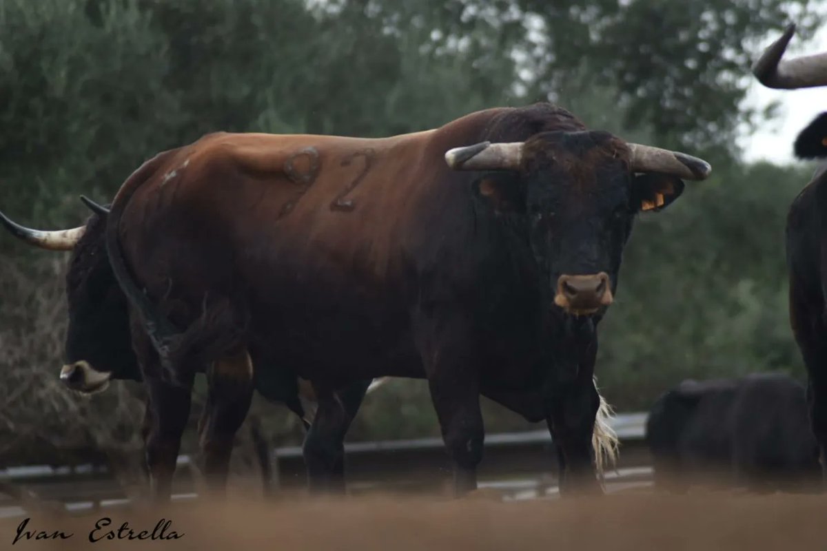 AmicsdelsBous's tweet photo. 🤩 Naranjero n°92 G.9 serà exhibit lo dissabte 8 d'octubre. Ramaderia Fernando Mansilla (Ulldecona).

#Ulldecona #bous #correbous #catalunya #tauromaquia #TerresdelEbre #toros https://t.co/1cxp5pBiPR