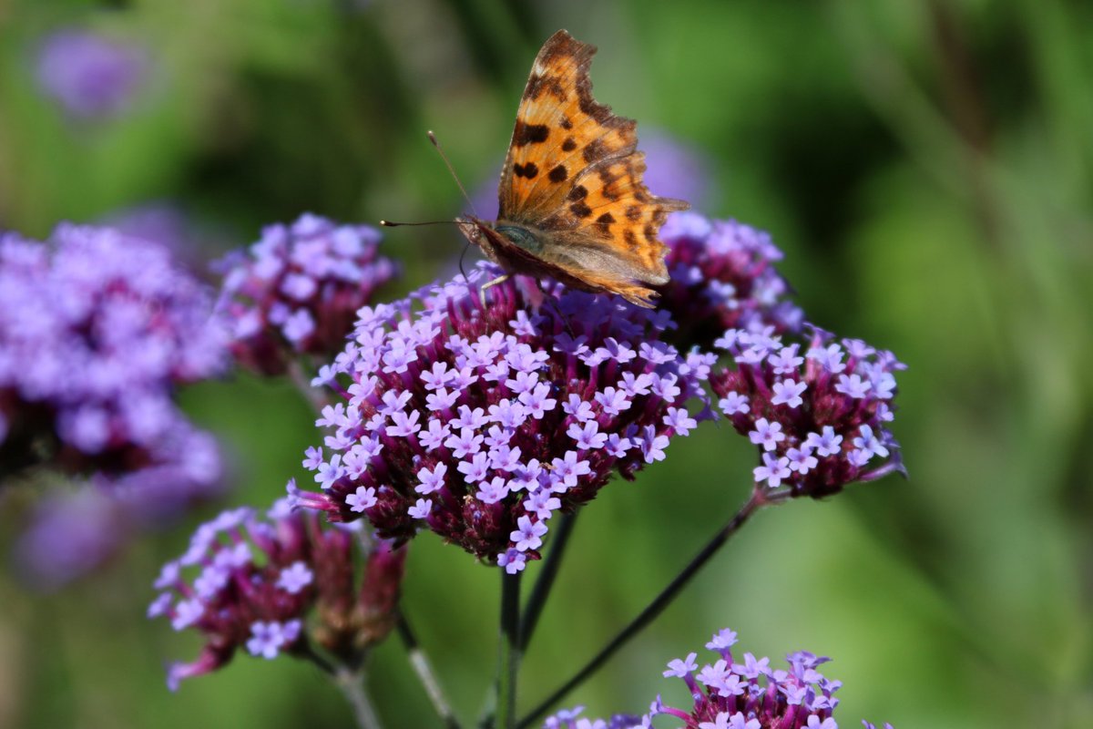 BluebellCottGdn's tweet photo. May we ask for another push for @suebeesley and the @BluebellCottGdn team - shortlisted for @The_RHS #PartnerGarden? Ends tomorrow so pls be quick - vote and retweet?.
https://t.co/NjVcF46VOR
@CheshireWirrNGS
@higgledygarden
@BudGardenCentre
@Garden_Ninja
#FeelGood #Cheshire https://t.co/lplopLBKYI