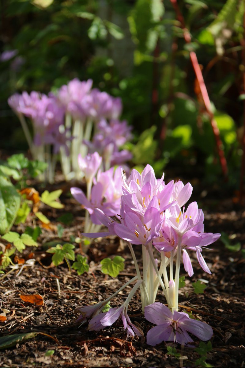BluebellCottGdn's tweet photo. May we ask for another push for @suebeesley and the @BluebellCottGdn team - shortlisted for @The_RHS #PartnerGarden? Ends tomorrow so pls be quick - vote and retweet?.
https://t.co/NjVcF46VOR
@CheshireWirrNGS
@higgledygarden
@BudGardenCentre
@Garden_Ninja
#FeelGood #Cheshire https://t.co/lplopLBKYI