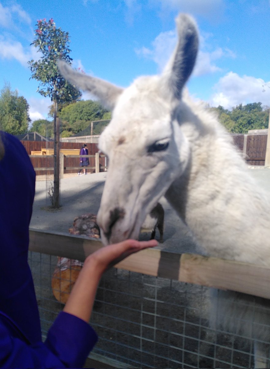 CDSHumanities's tweet image. What a fantastic day year 8 have had @CassioburyFarm. We learnt a lot about different biomes, animal adaptation, threats to species and conservation. Bonus treat - feeding the rare breed farm animals!