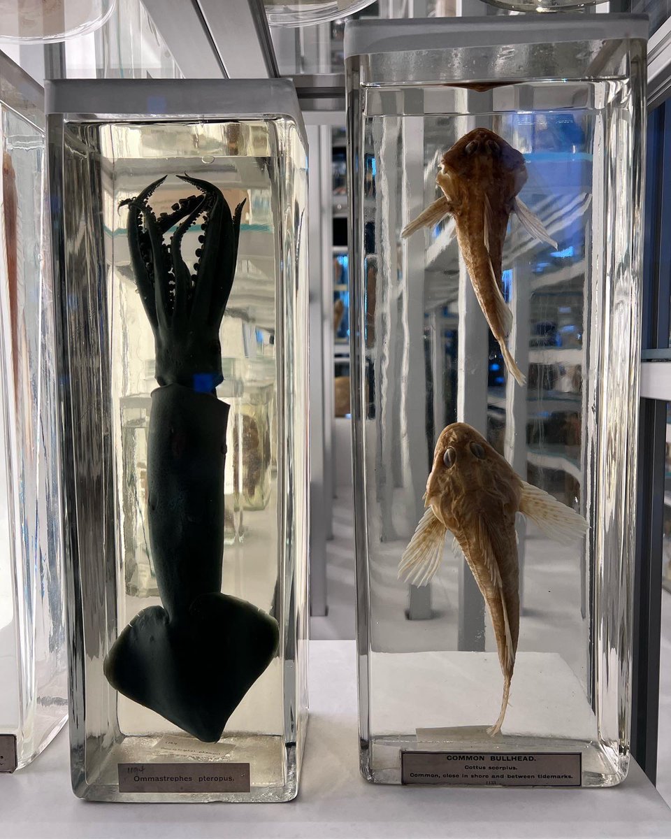 jonathanboakes's tweet photo. I think I’ll pass on the local delicacy. #seacreatures #thebox #plymouth #nigeldanvers https://t.co/oMEZMr2QVd