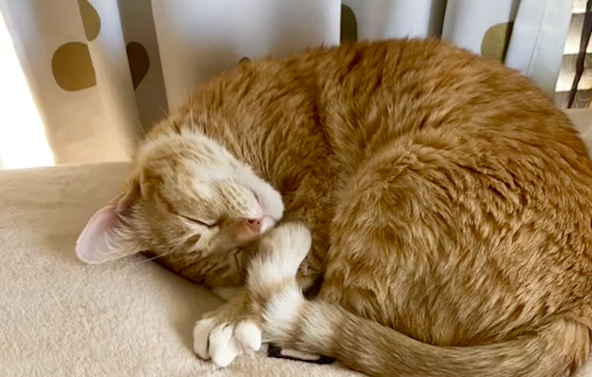 JortsTheCat's tweet photo. Just circling back 
(I’m a circle sleeping back here) https://t.co/bfmFnn2D5E