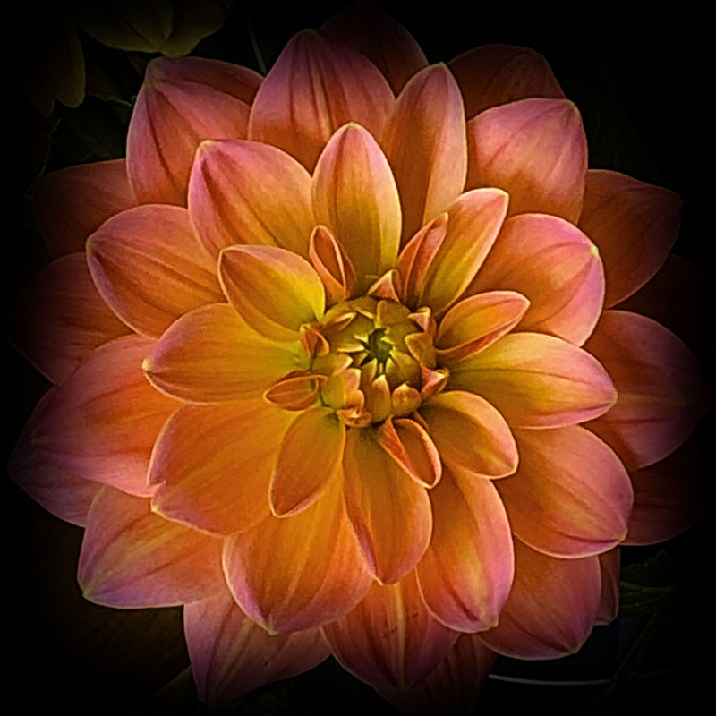 StudioSchatto's tweet photo. @lakshmiprashan7 @FopianoJoy @EthelSm98911536 @jillbrown231
@KurtLange3 @kathy_husser
#vignetting #old_world #charm #dahlia #dahlia_love #colors #romantic
#flower_portrait #editorial_photography #storytelling
- SChatto
9.27.22 https://t.co/Idz7YiUXDH