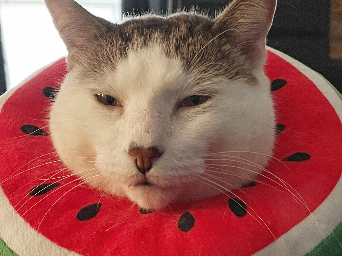 I’m glad one of us finds this amusing, mömther #CatsOfTwitter #cats