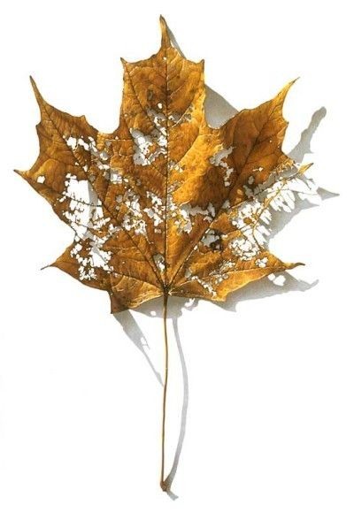 relinquishedrse's tweet photo. There is beauty in decay π§‘ https://t.co/TGKF8FB6Pt