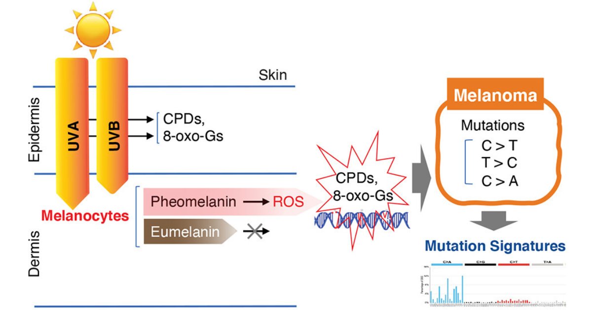 ACS_Omega (@acs_omega) on Twitter photo ▶️ UVA Radiation, DNA Damage, and Melanoma
👥 Seung-Gi Jin, Francisco Padron, and Gerd P. Pfeifer
go.acs.org/2jP
<a href="/VAInstitute/">Van Andel Institute (VAI)</a> #Review #Genomics #Cancer #UV ▶️ UVA Radiation, DNA Damage, and Melanoma
👥 Seung-Gi Jin, Francisco Padron, and Gerd P. Pfeifer
go.acs.org/2jP
<a href="/VAInstitute/">Van Andel Institute (VAI)</a> #Review #Genomics #Cancer #UV