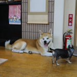 ツイートに含まれる画像