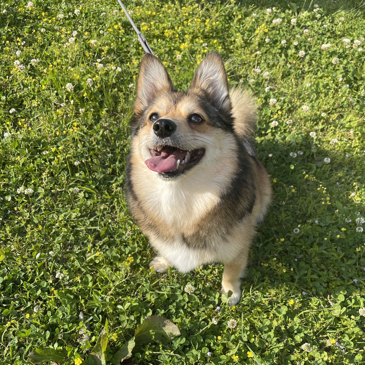 ポメコギ🐶かぶき (@kabu__pon) / Posts / X, image size:1200x1200