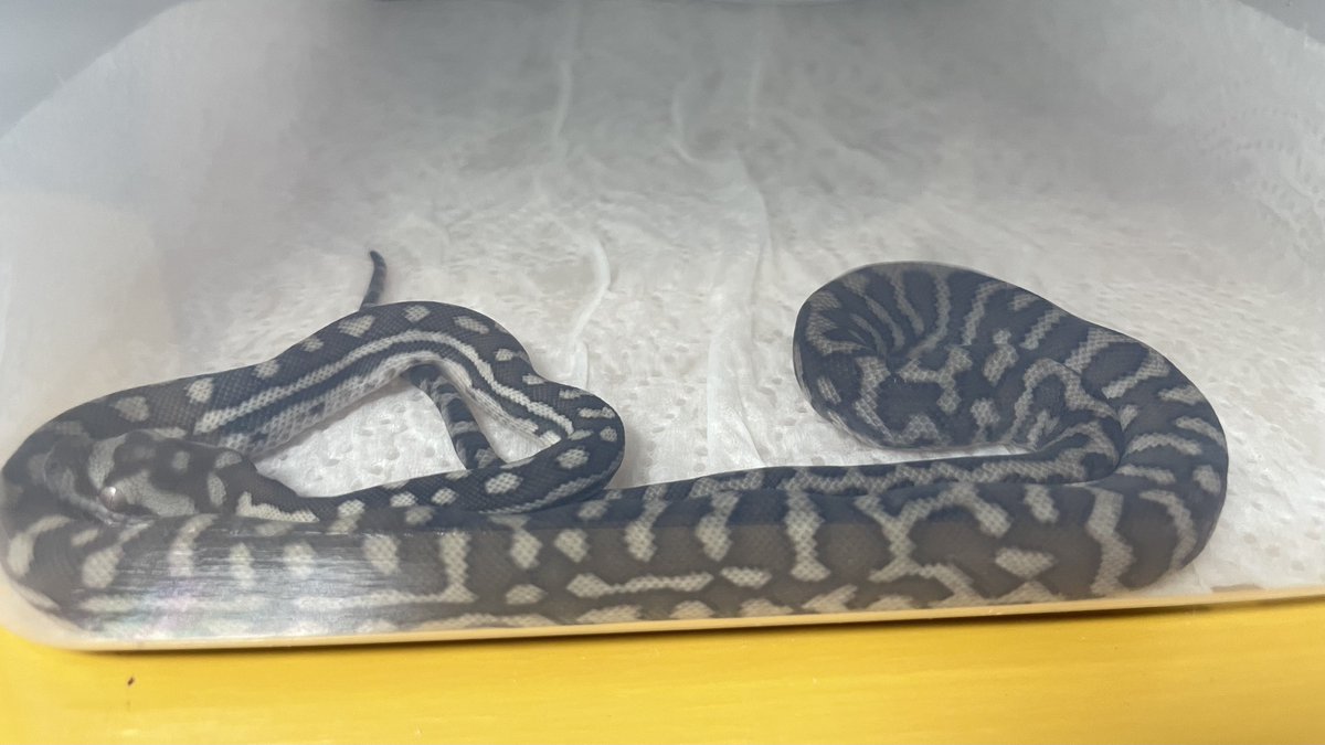bf_capuci's tweet photo. No.C7 No.C5
 #CentralianPython https://t.co/4cvTvP8z2d