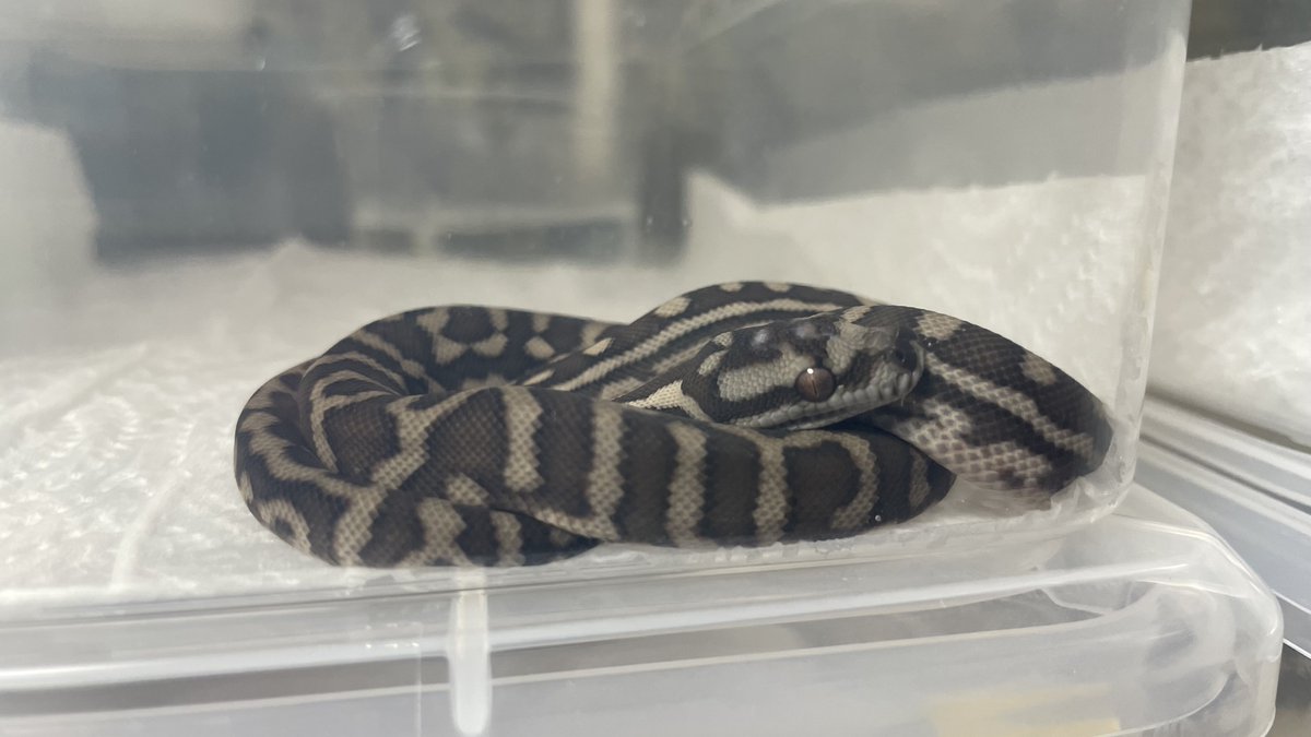 bf_capuci's tweet photo. No.C7 No.C5
 #CentralianPython https://t.co/4cvTvP8z2d