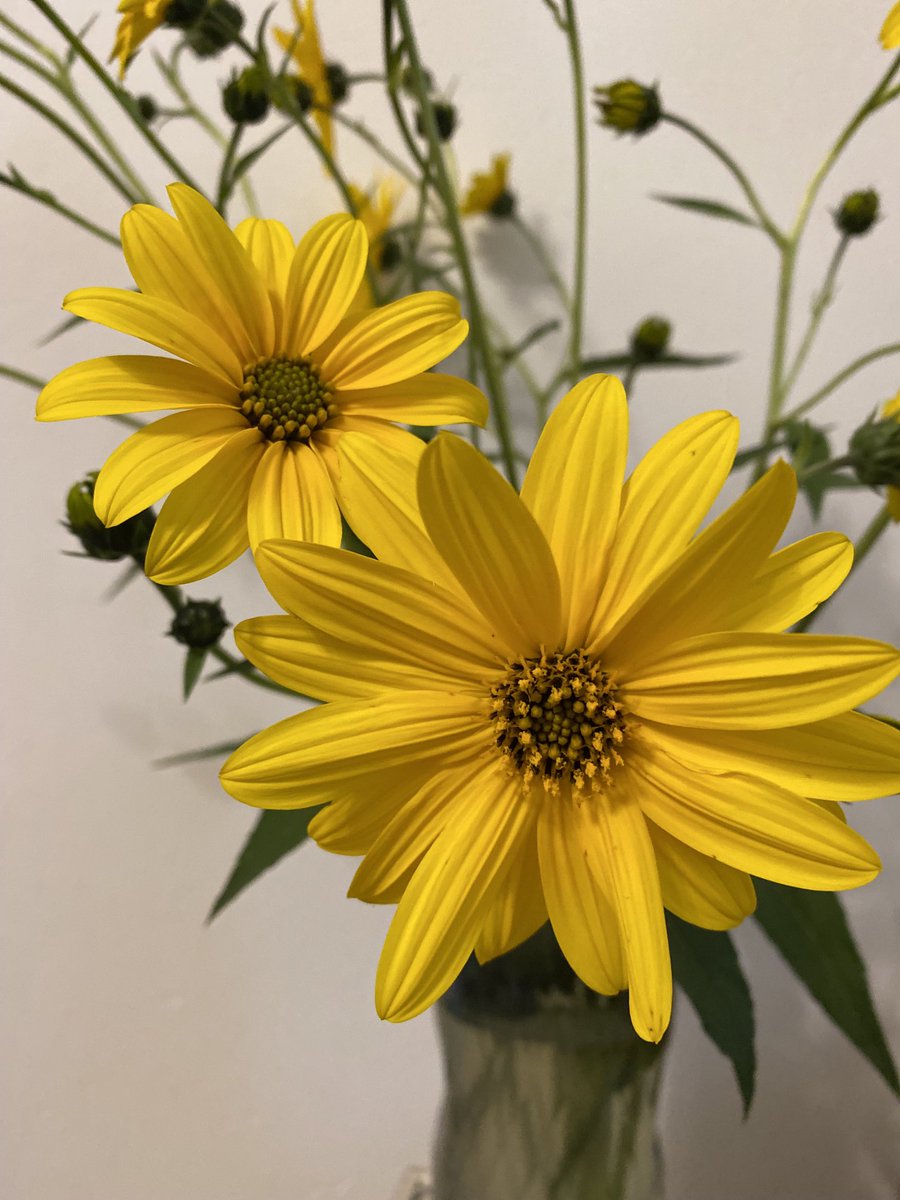 marisabiancotti's tweet photo. 🍃🌼🍃🌼🍃🌼🍃 https://t.co/58s9kmeKHn