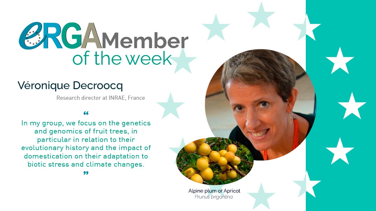 Our #ERGAMemberOfTheWeek is Veronique Decroocq, research director @INRAE_France 🇫🇷 and species ambassador for the Alpine plum. The species genome will bring insights into major events in its demographic history related to pastoral practices in the Alps 🏔️