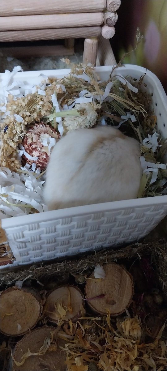 버들이네 백페🌾 (@byokawaii) on Twitter photo 