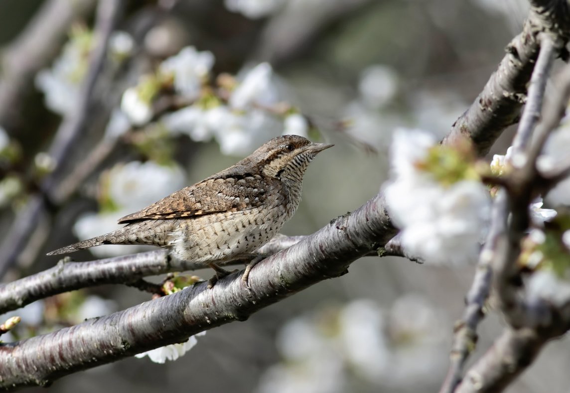 Kirazlar çiçek açarken..Boyunçeviren
#hangitür #birdwatching #birds #birdphotography #KuşGözlem