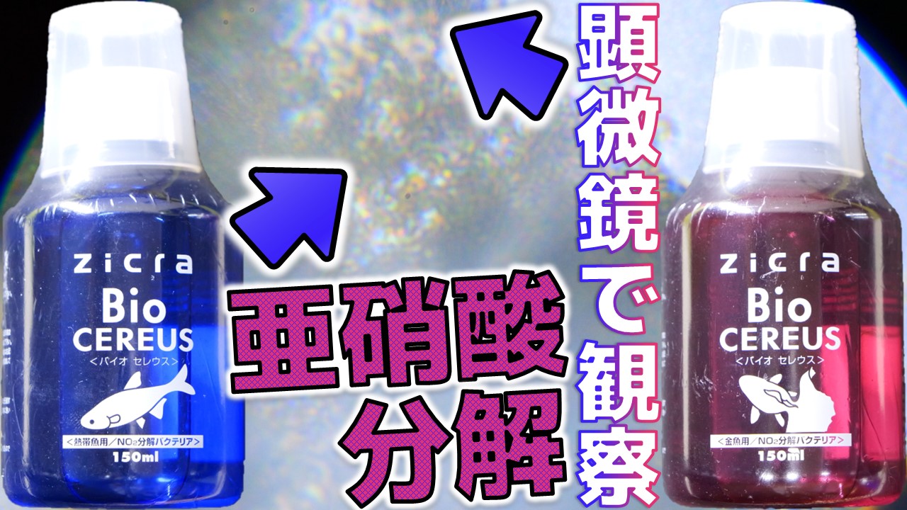 Tweets With Replies By ふぶきテトラ Fubuki Tetra Fubuteto Twitter