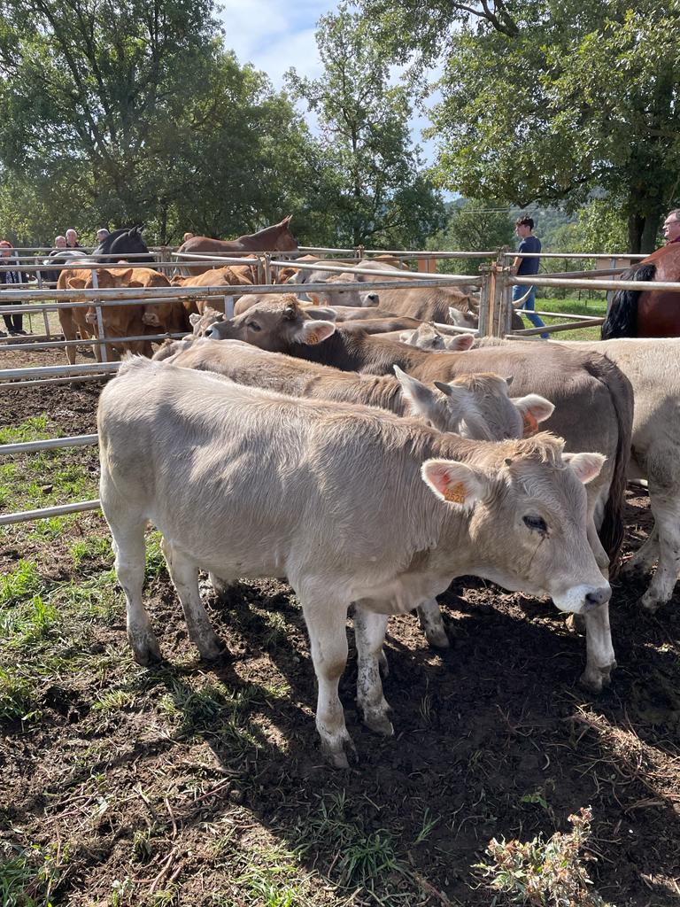 Assoc Des. Rural CC tweet media