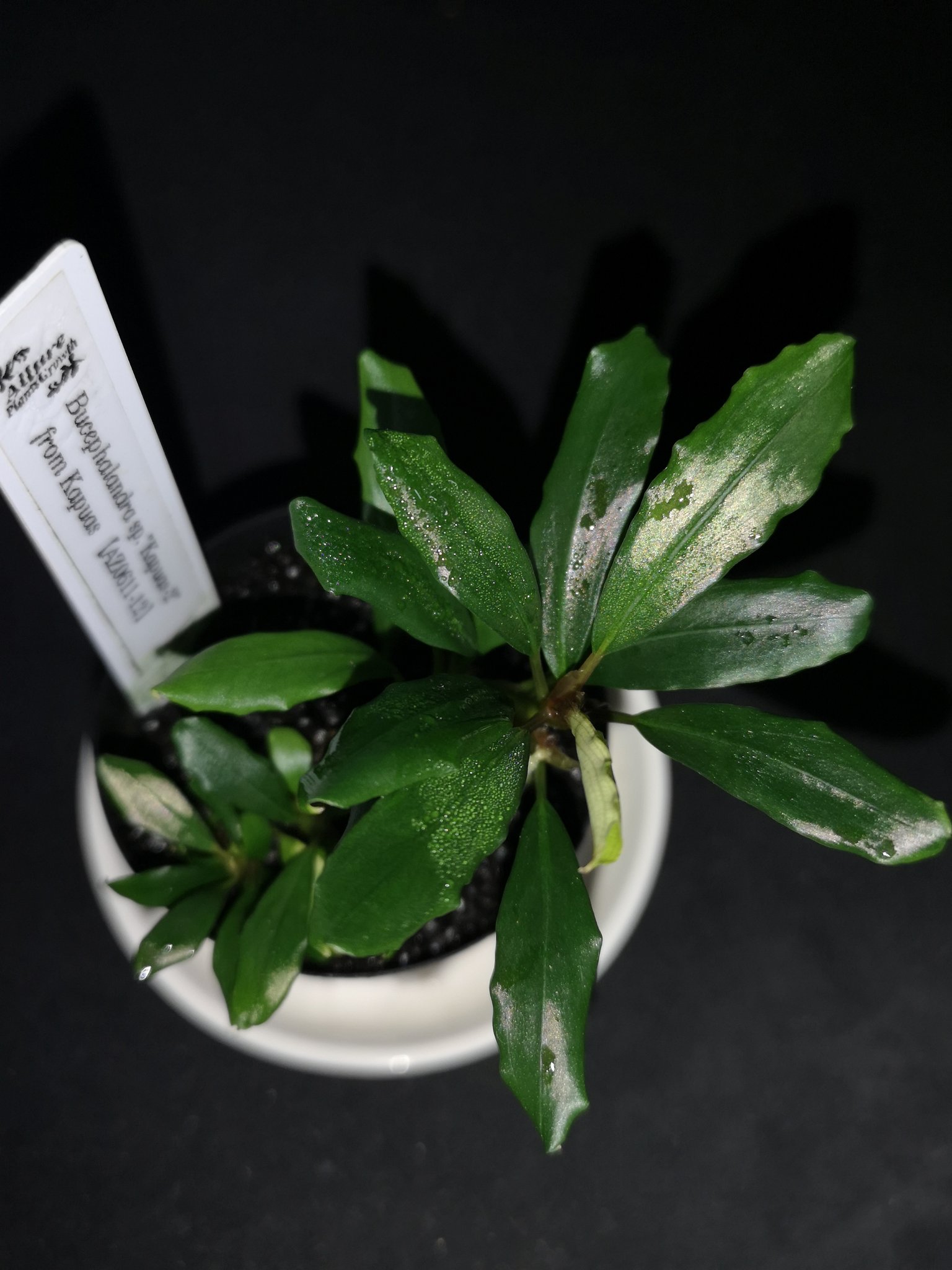 BUCEPHALANDRA for ポンコツ商店 Yahoo!オークション - Bucephalandra sp. Pink lady