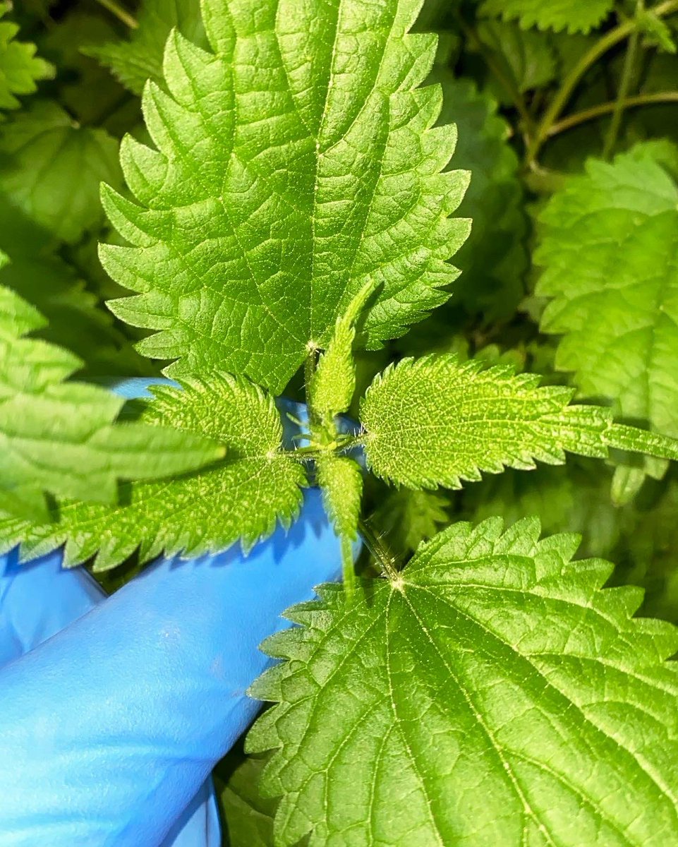 CLOSE UP of the Nettle we produce for <a href="/moltonbrown/">mb</a> - find our nettle, coriander, &amp; fennel in their bath &amp; beauty products.