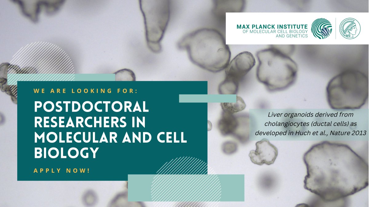 The @MeriHuchlab <a href="/mpicbg/">MPI-CBG Dresden</a> is looking for postdoctoral researchers in molecular and cell biology. We are looking forward to your application: mpi-cbg.de/join-us/open-p…