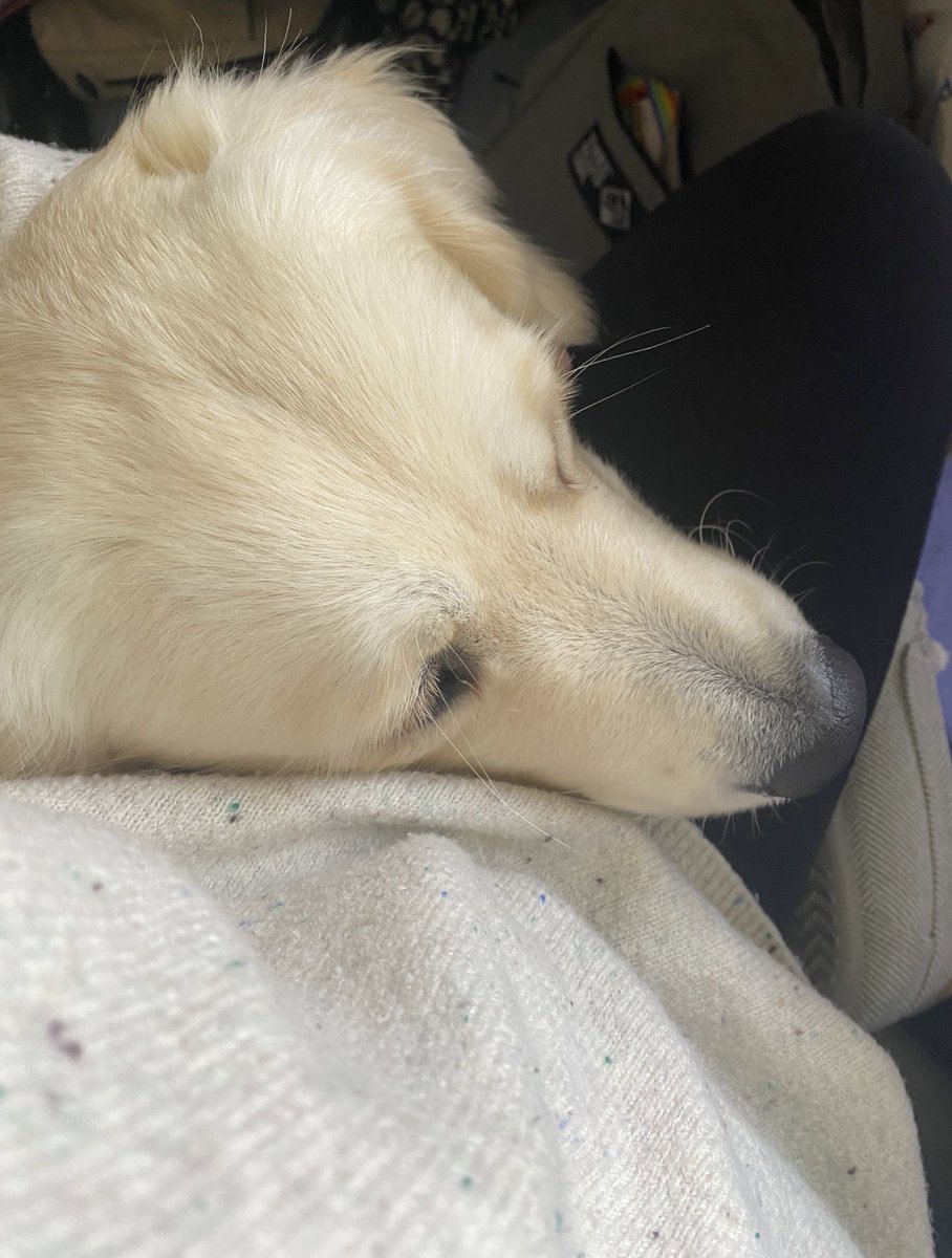 BethOTStudent's tweet photo. WFH today and it seems someone is happy to have me around 💻 https://t.co/AEF9K9d9LV
