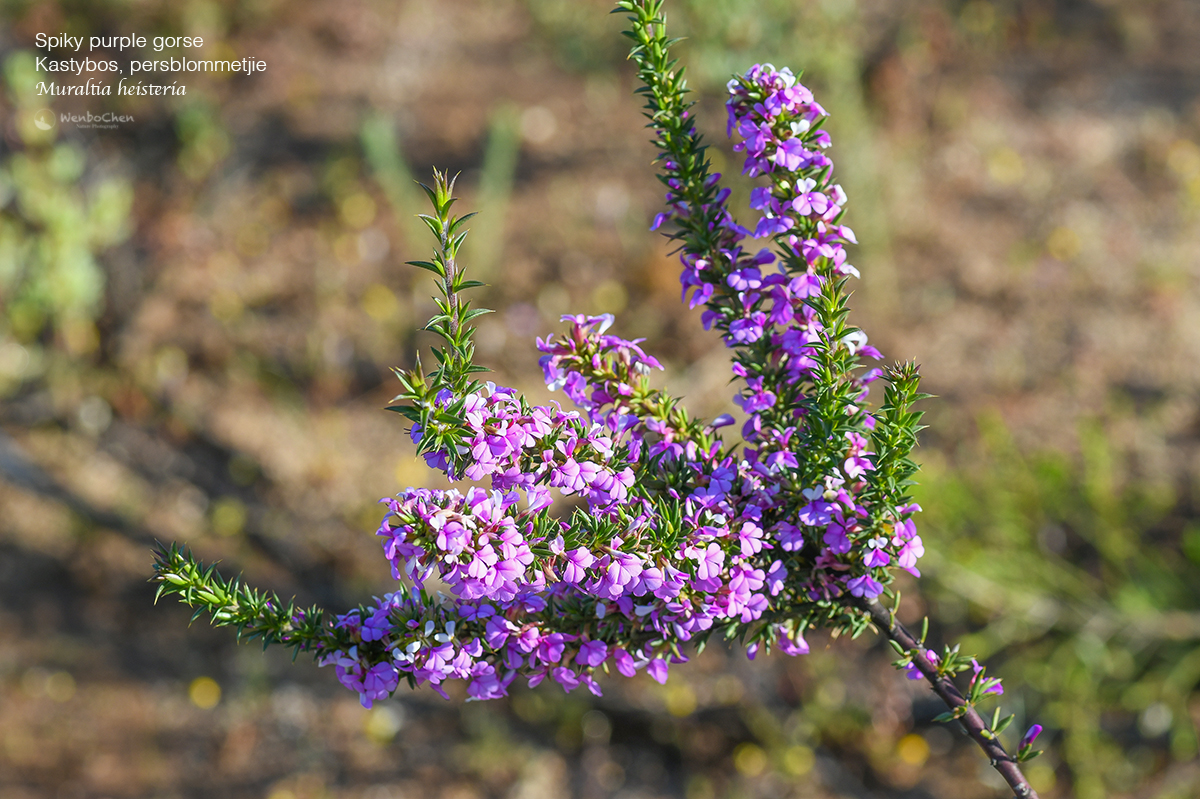 Wenbo77's tweet photo. Muraltia heisteria. Another Polygalaceae shrub that has naturalised in Australia, especially in Sydney. Originally from the Cape region of South Africa.
#floraofsouthafrica #polygalaceae #南非植物 #远志科 #Muraltia https://t.co/S0UQpOHAIK