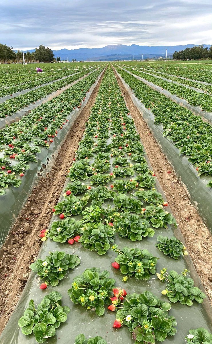 If you are interested in agriculture, please like and retweet. Share your opinion, too.