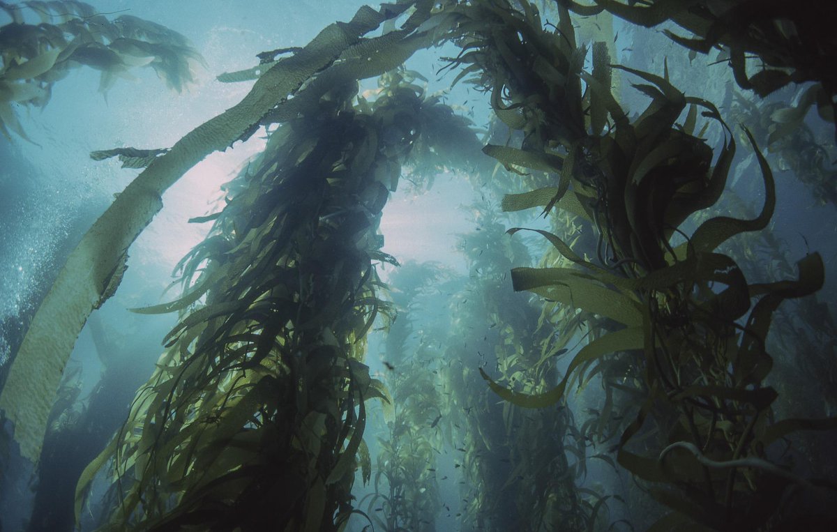 TerraCrawler_EU's tweet photo. #Seaweed farms are not easy to access for regular #monitoring and inspection, which increases the costs of their supervision. 
We offer low-cost solutions for remote #offshore monitoring. Read more here about it: https://t.co/WAKj9g2C3k 
#seaweedfarm #aquaculture #offshorefarming https://t.co/ab1DgQNgZq