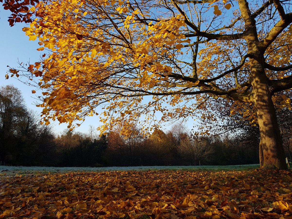 CambridgePPF's tweet photo. An opportunity to #volunteer at Wandlebury this Sat, 1 Oct 10.30-12.30 and help #wildflowers as we work together with @onthevergecambs. Booking required.
For more details on this and our other events please see https://t.co/cvhFaebx9S https://t.co/pSY4nGbxAo