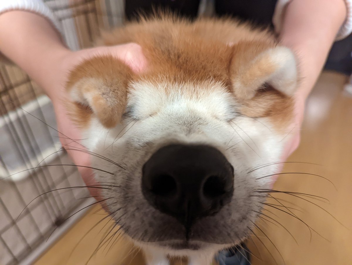 Kani_akitainu's tweet photo. それいけ！カニパンマン🦀（かにぱんはあげない）#秋田犬 https://t.co/TDVZw7tjxH