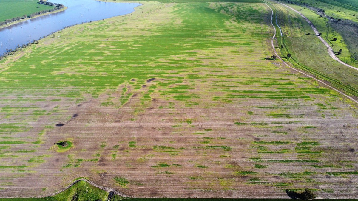 Yellow Grain tweet media