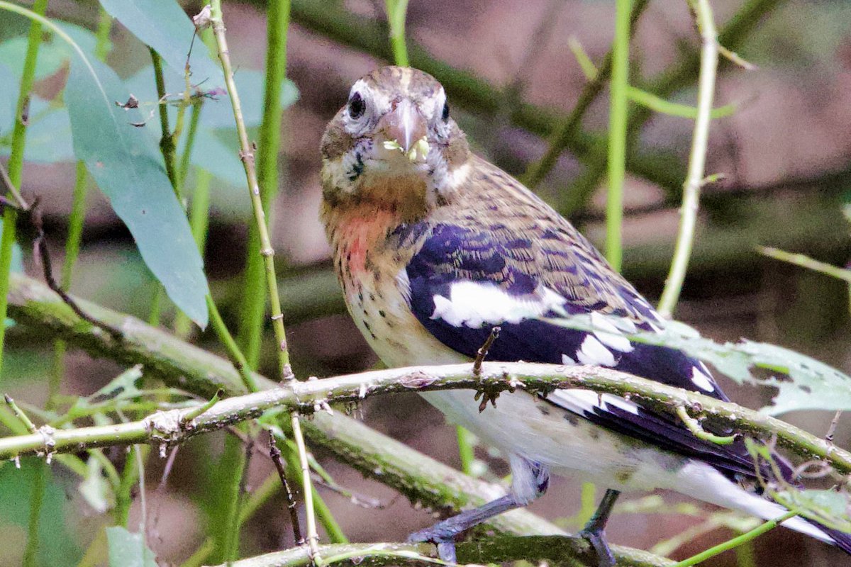 Rose-breasted Grosbeak - another striking visitor en route to South America. This pair entertained us for about an hour. #rosebreastedgrosbeak #centralpark #audobonsociety #birdcpp