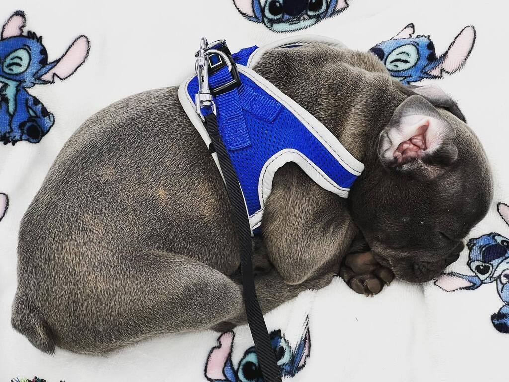 GE_US8's tweet photo. Das Leben ist so anstrengend …  #frenchbulldog #frenchie #dogsofinstagram #autohausborgmann #geus8 @gschlueterauto #gelsenkirchen #401ge #ruhrgebiet #hundeliebe @melanieschwind #familie https://t.co/XKgt19i0U7 https://t.co/cvKRDVBkhU
