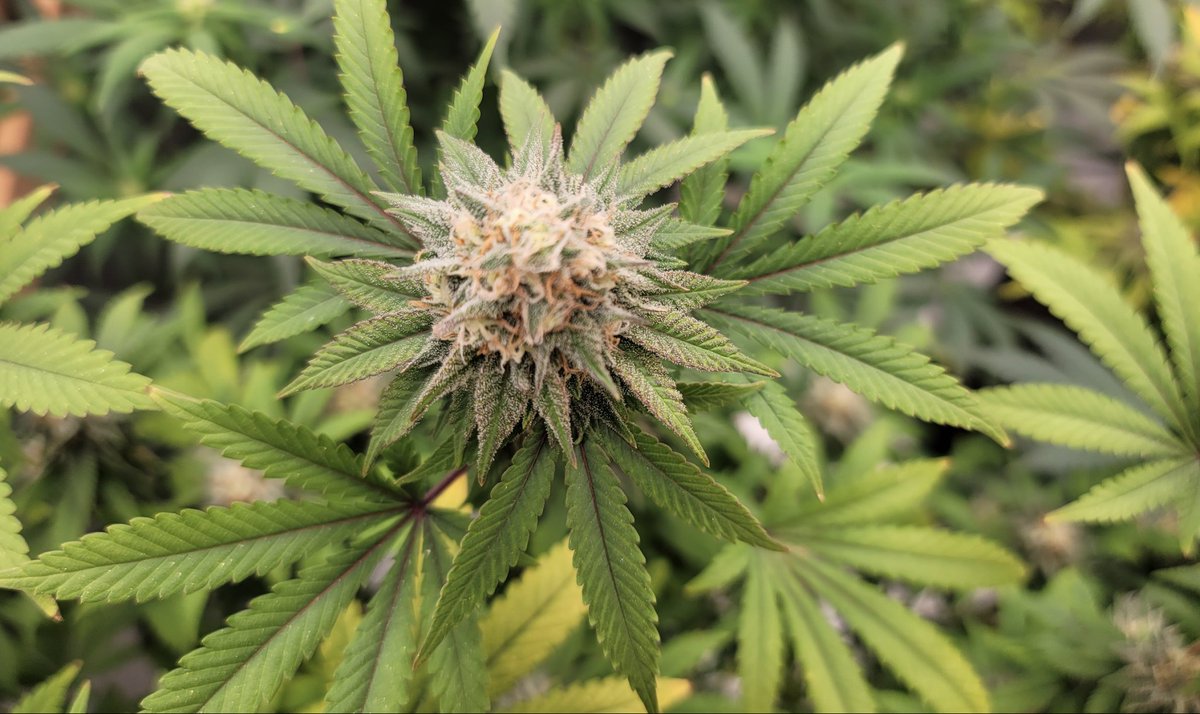 Mainstream consumption and usage of cigarettes now being outstripped by those now smoking weed. Discuss?#cannabis #cannabiscommunity #weed #marijuana #thc #cbd #cannabisculture <a href="/cbt_bot/">CBT役に立つかもしれない情報bot</a> @TheWeedSpot_npr.org/2022/08/30/112…😉
