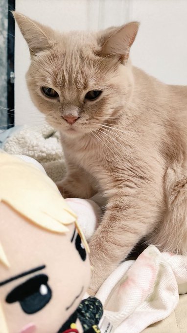 自分からにゃんぬいの近くに…。有壁リアルタイム配信流しててさっき思わず声出して笑ってた。健康にいい。猫も健康にいい。 