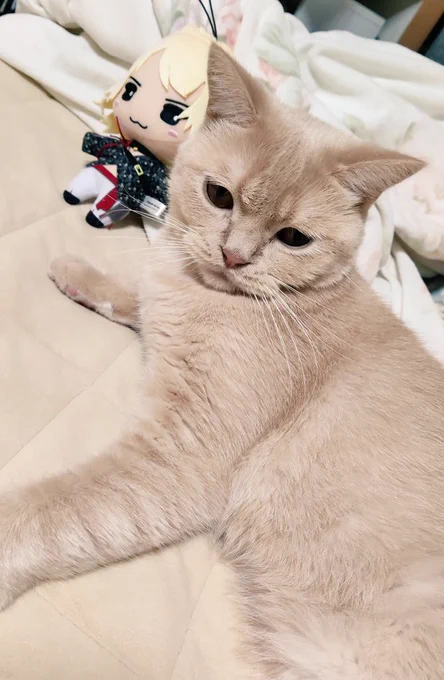 自分からにゃんぬいの近くに…。有壁リアルタイム配信流しててさっき思わず声出して笑ってた。健康にいい。猫も健康にいい。 