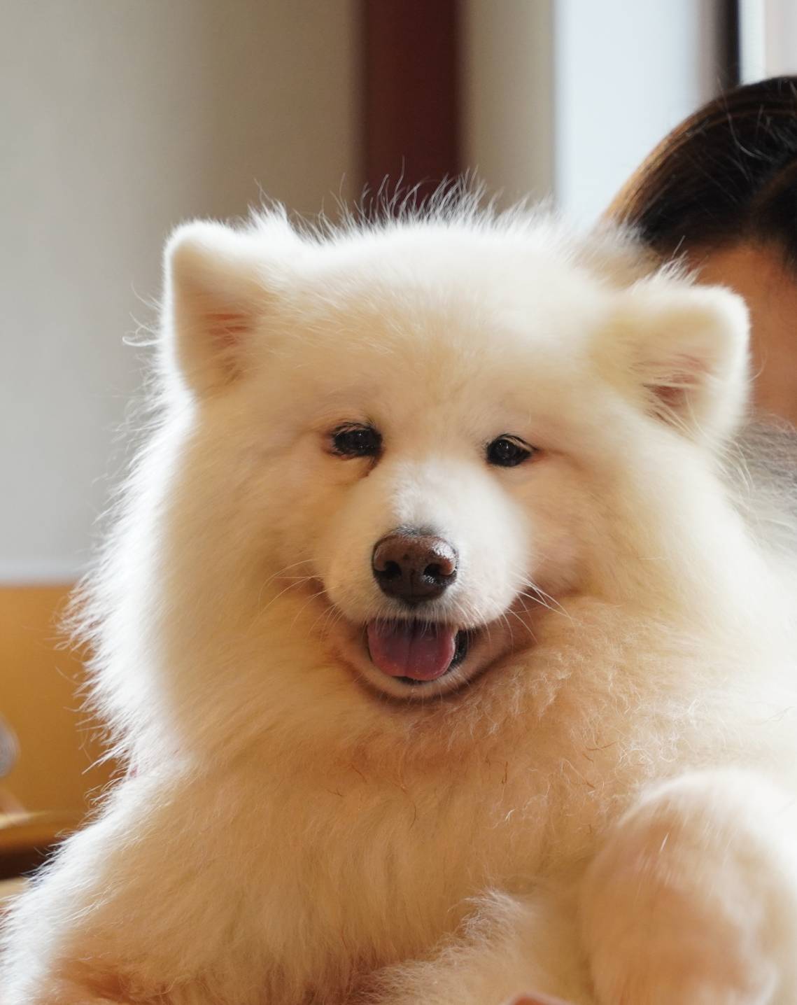 サモエド 心和 Bobobon Wacchan Twitter