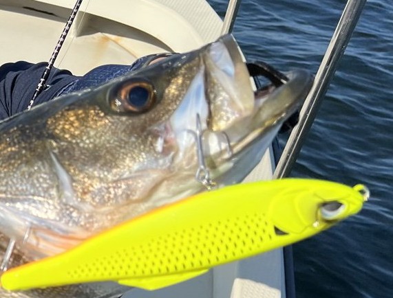 zangetsu04's tweet photo. フィッシュグリップは魚を横にするときこう使うのです。
道具の扱い方でちゃんと穴を開けずに持てるのに https://t.co/w4t25ReJWP