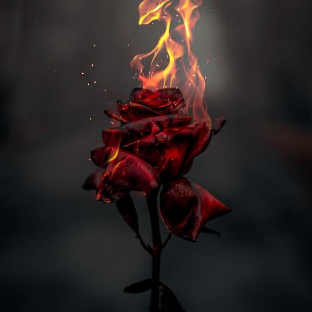 AnilaCh13's tweet photo. ٹوٹے ہوئے بدن میں وحشت کی سِسکیاں.
اور پھر دلِ خراب کی چَھن چَھن ، کمال اَست!
🖤🥀 https://t.co/F8ehCBqd2k