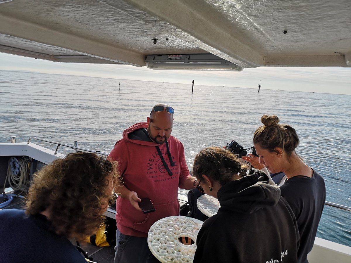 Dr Alice Hall tweet media