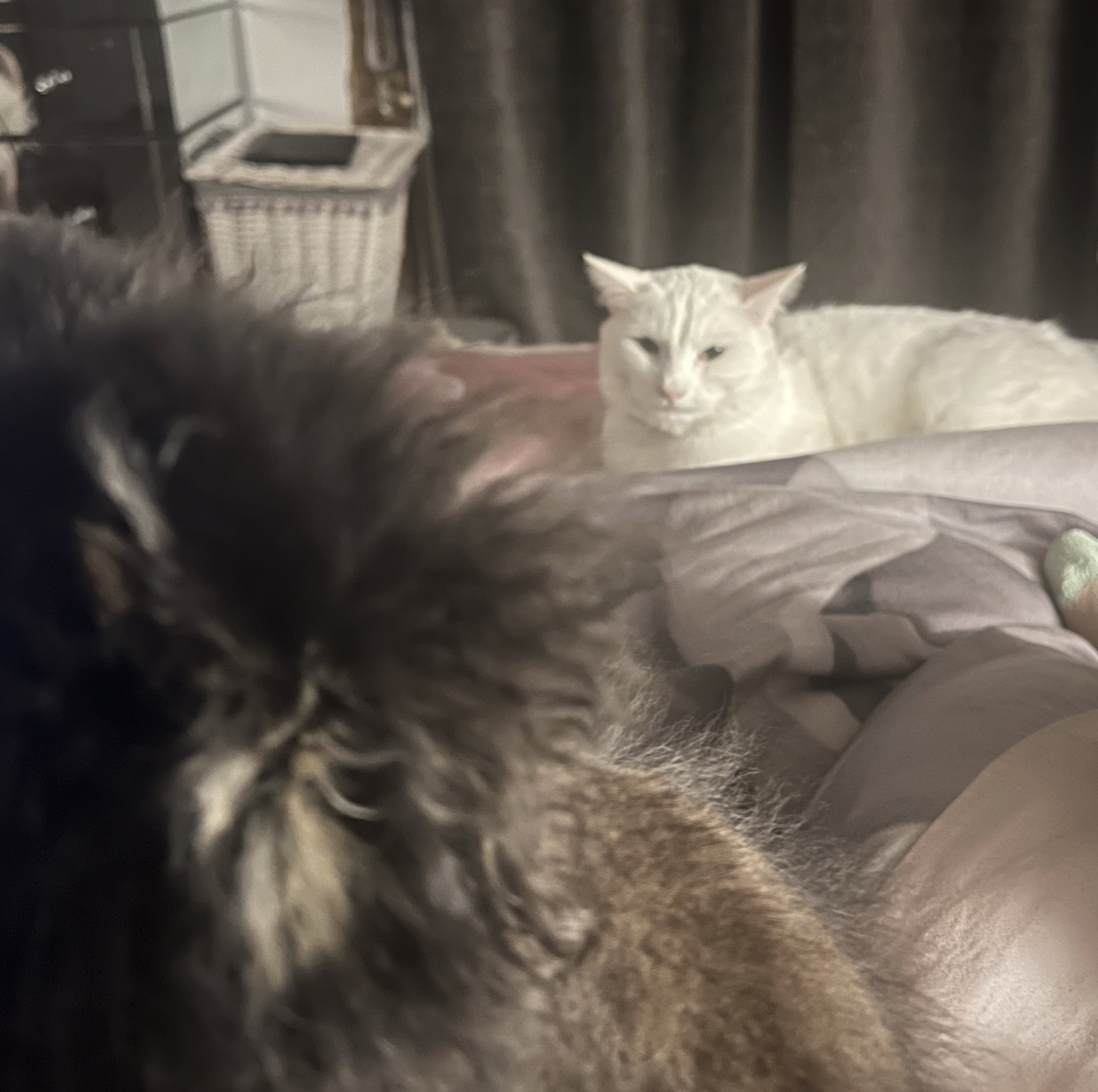 Tabitha Lyons on Twitter "OhMySophii Last night made me 🥹 my cat Luna