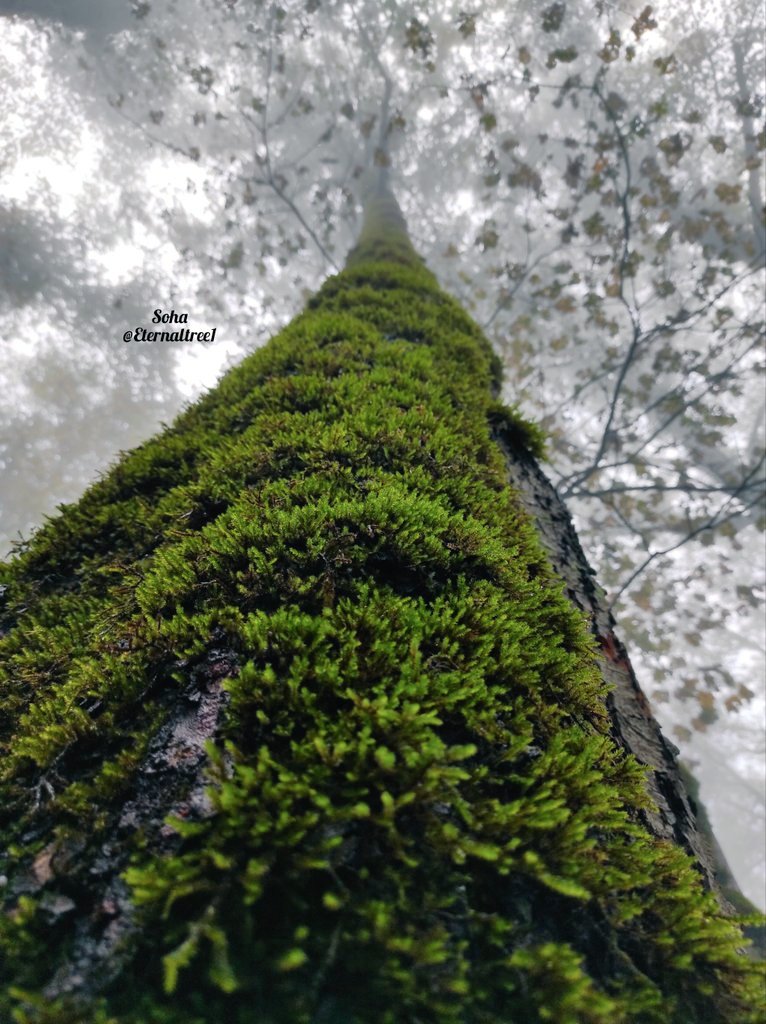 For Breath of Iranian women & forests For woman, life, freedom For trees that were killed innocently 🖤 #MahsaAmini #hyrcanianforests #saveforests #savetrees #NaturePhotography