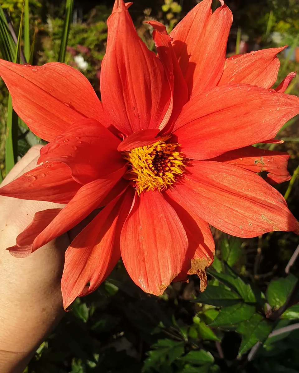 VickyCarruther1's tweet photo. Quick lunchtime trip to the plot #meaningfuloccupation https://t.co/ZbL29w5xUg