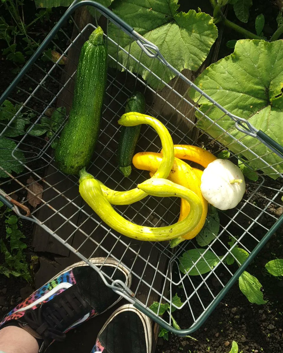 VickyCarruther1's tweet photo. Quick lunchtime trip to the plot #meaningfuloccupation https://t.co/ZbL29w5xUg