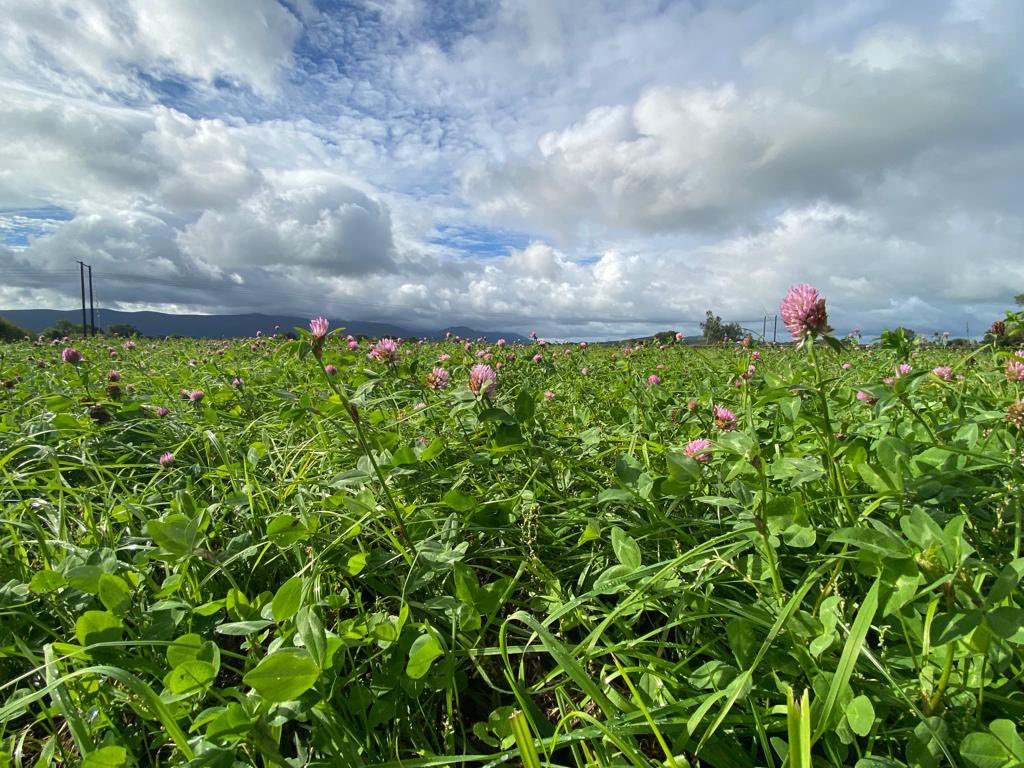 teagasc's tweet photo. The inclusion of red clover into silage swards has great potential. These swards have an enhanced ability over grass only swards to maintain high levels of herbage production and animal performance in the absence of chemical N fertiliser #OrganicBeef22 https://t.co/wXCom3A8Vh