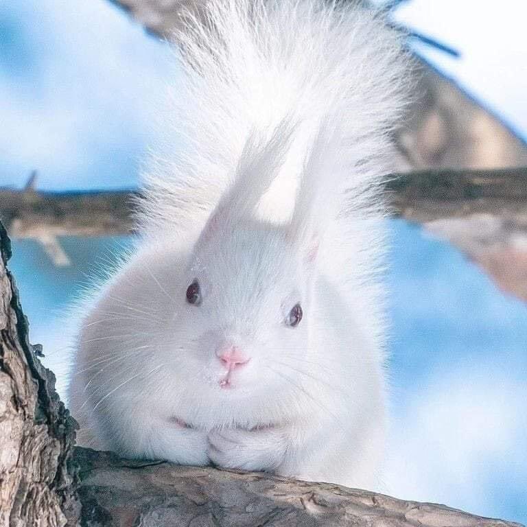 Krystyn31197823's tweet photo. 🤍 Snow-white rare Beauty 🤍 https://t.co/oN2ihV6Idd
